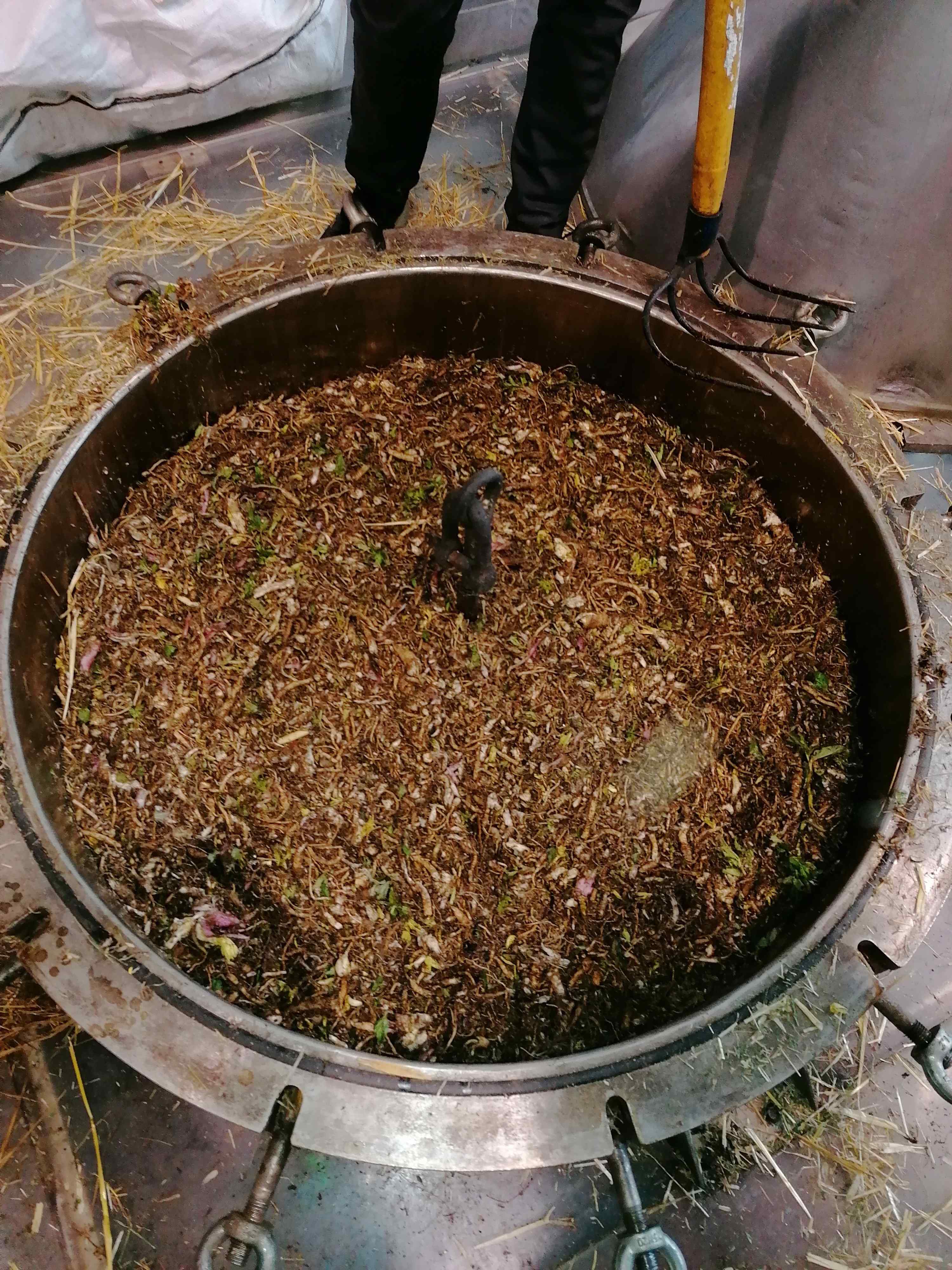 Decouvrez la distillation Angelikawurzel-Hydrolat 100% Bio und handwerklich hergestellt