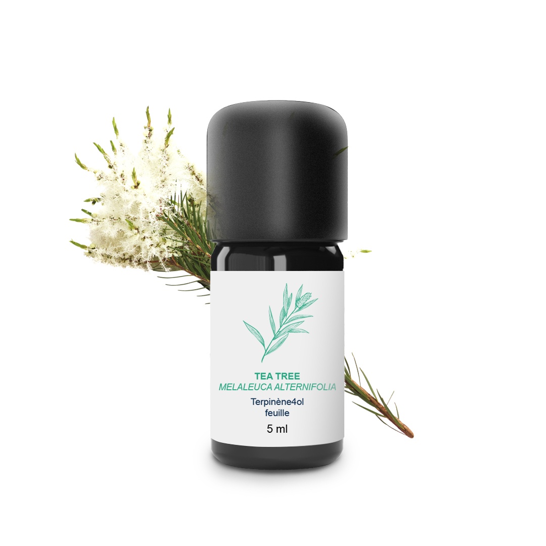 Ätherisches Teebaumöl 100% biologisch und handwerklich hergestellt