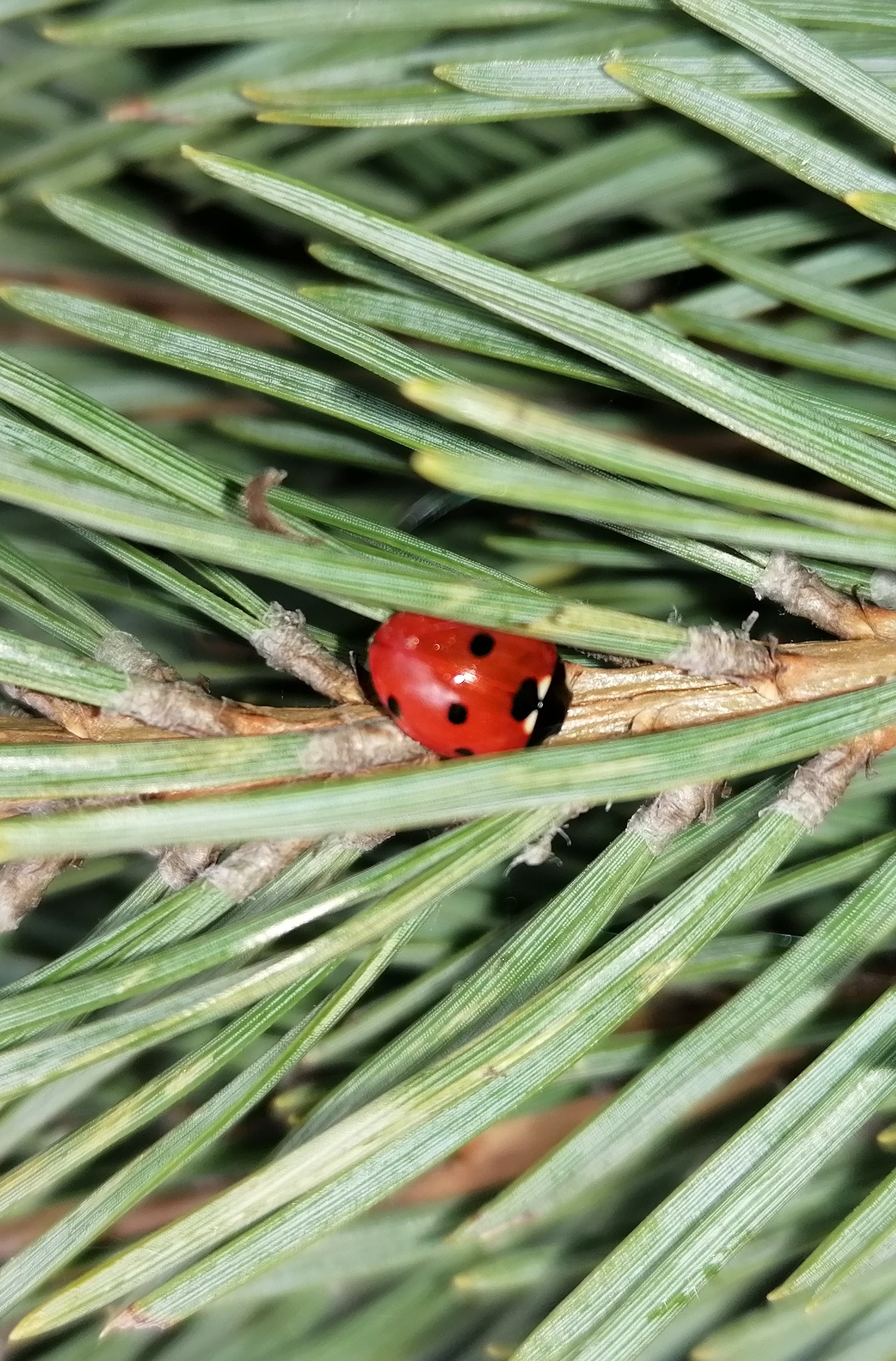 Die Destillation von Waldkiefer