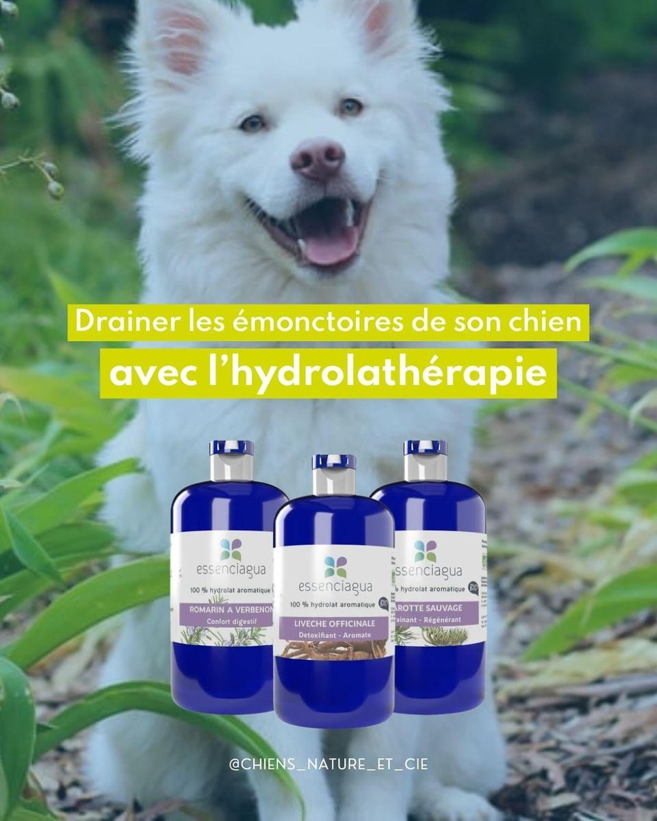 Drainage für Hunde im Frühling