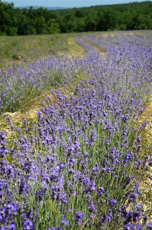 Feiner Lavendel der Causses — photo 3