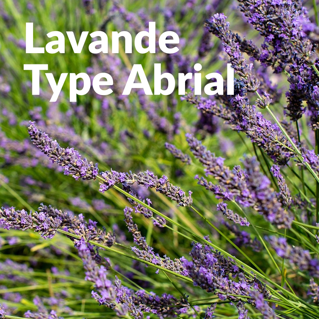 Lavandin abrial