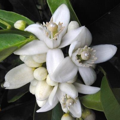 Neroli - Orangenblüte — photo 2