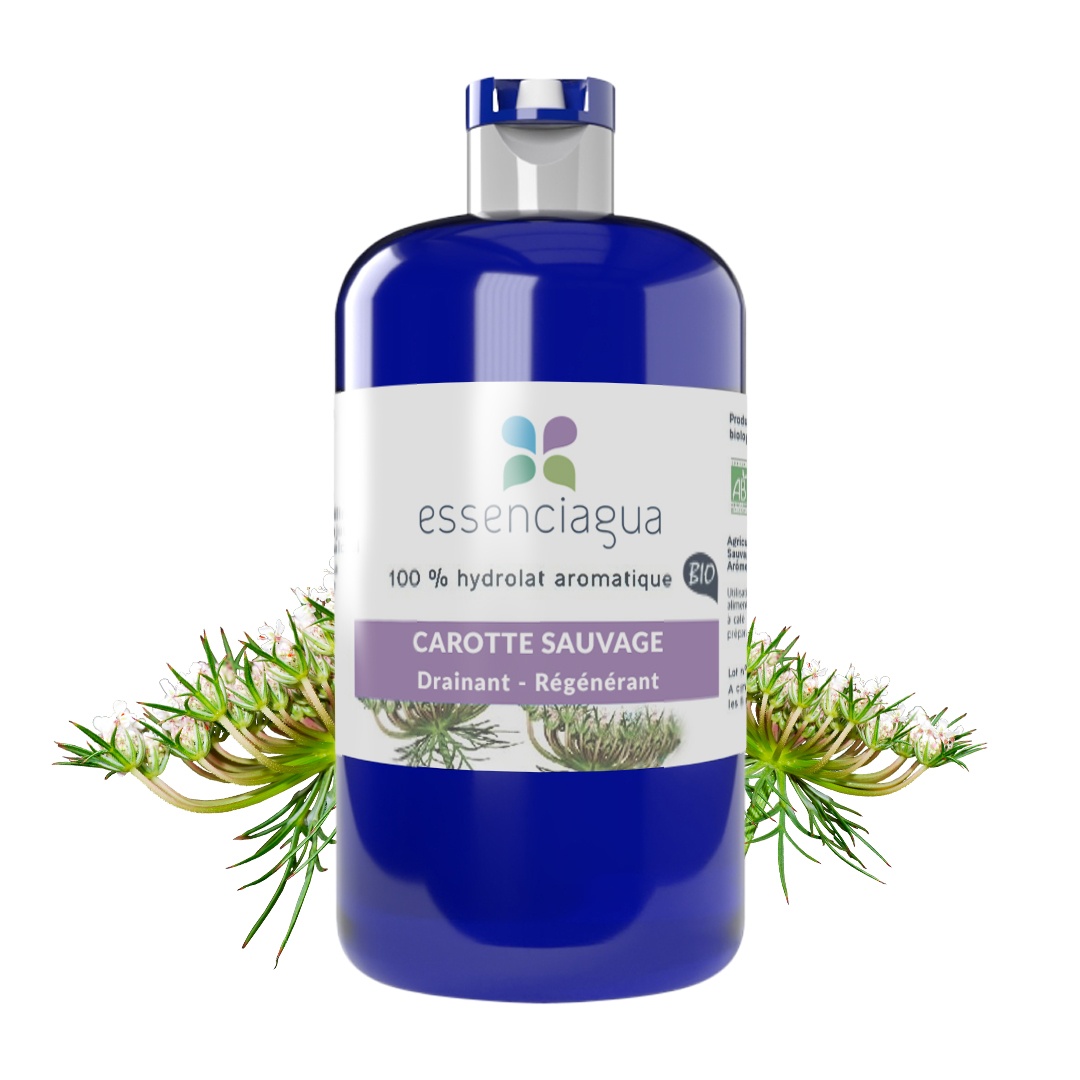 Hydrolat aus Wilder Karotte 100% Bio und handwerklich hergestellt