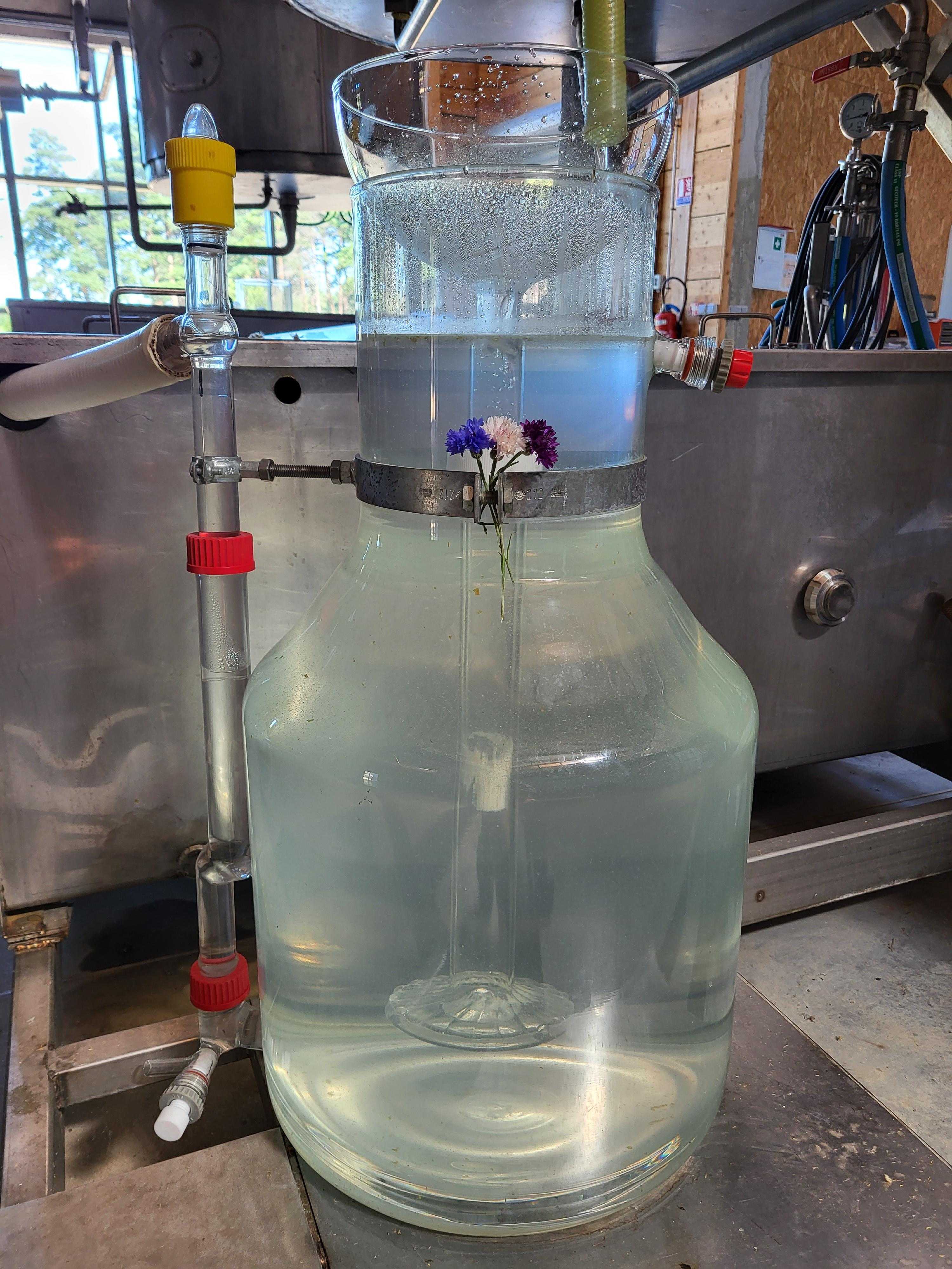Decouvrez la distillation Kornblumenhydrolat 100% Bio und handwerklich hergestellt