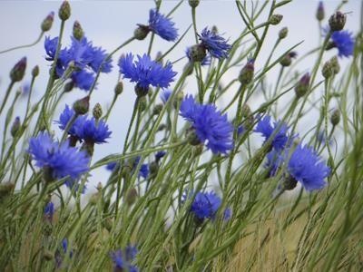 Kornblume — photo 2