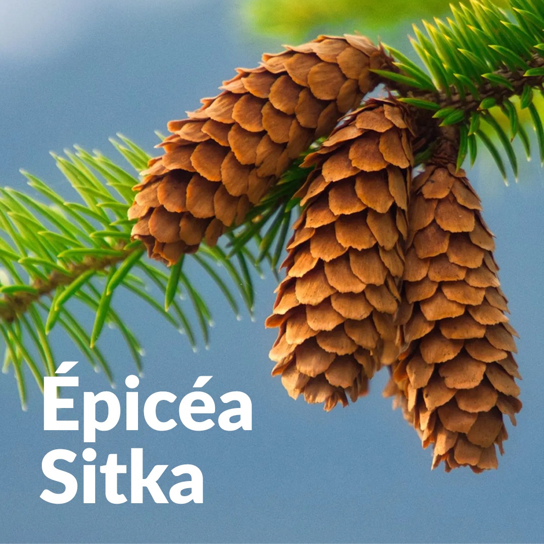 Sitka-Fichte