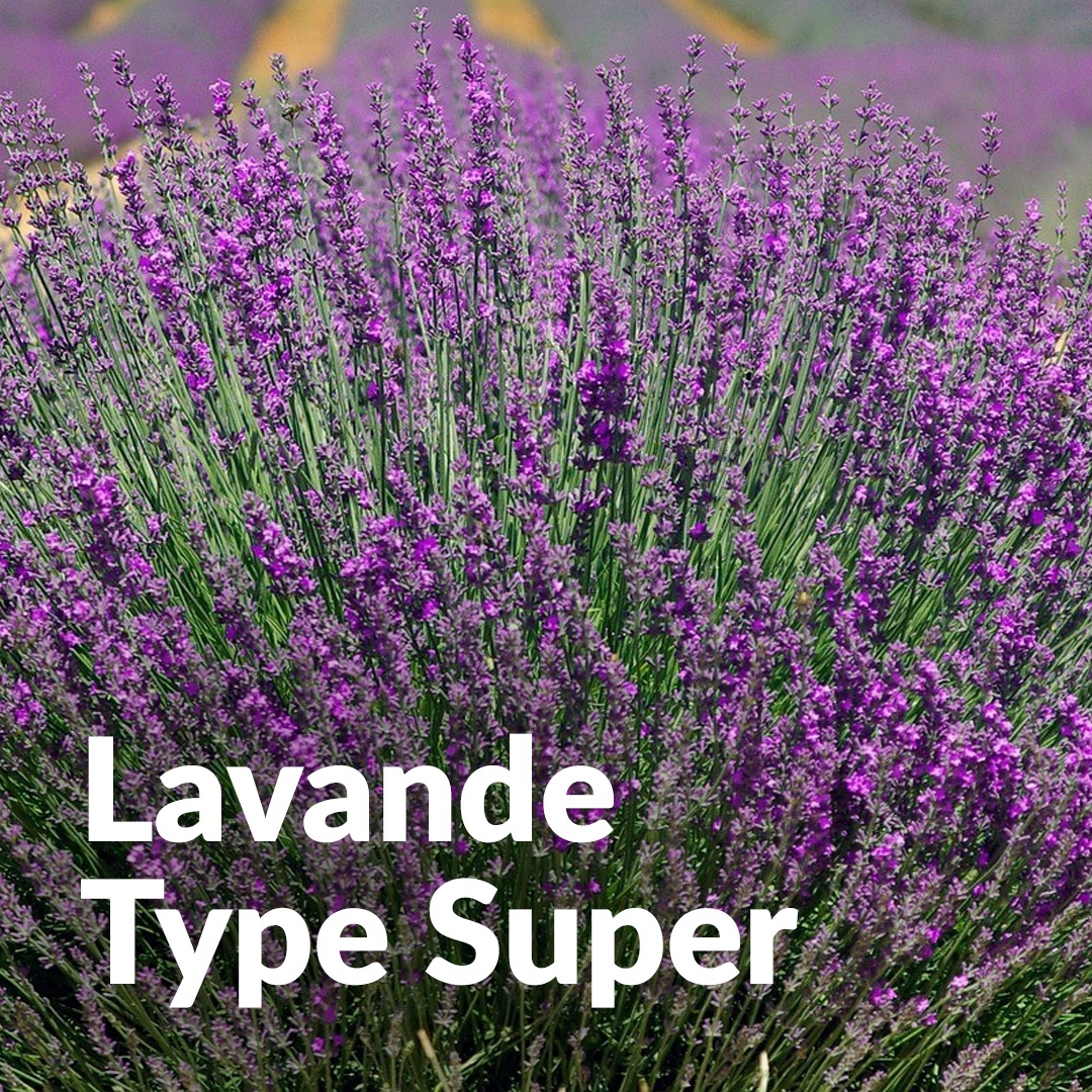 Lavandin super