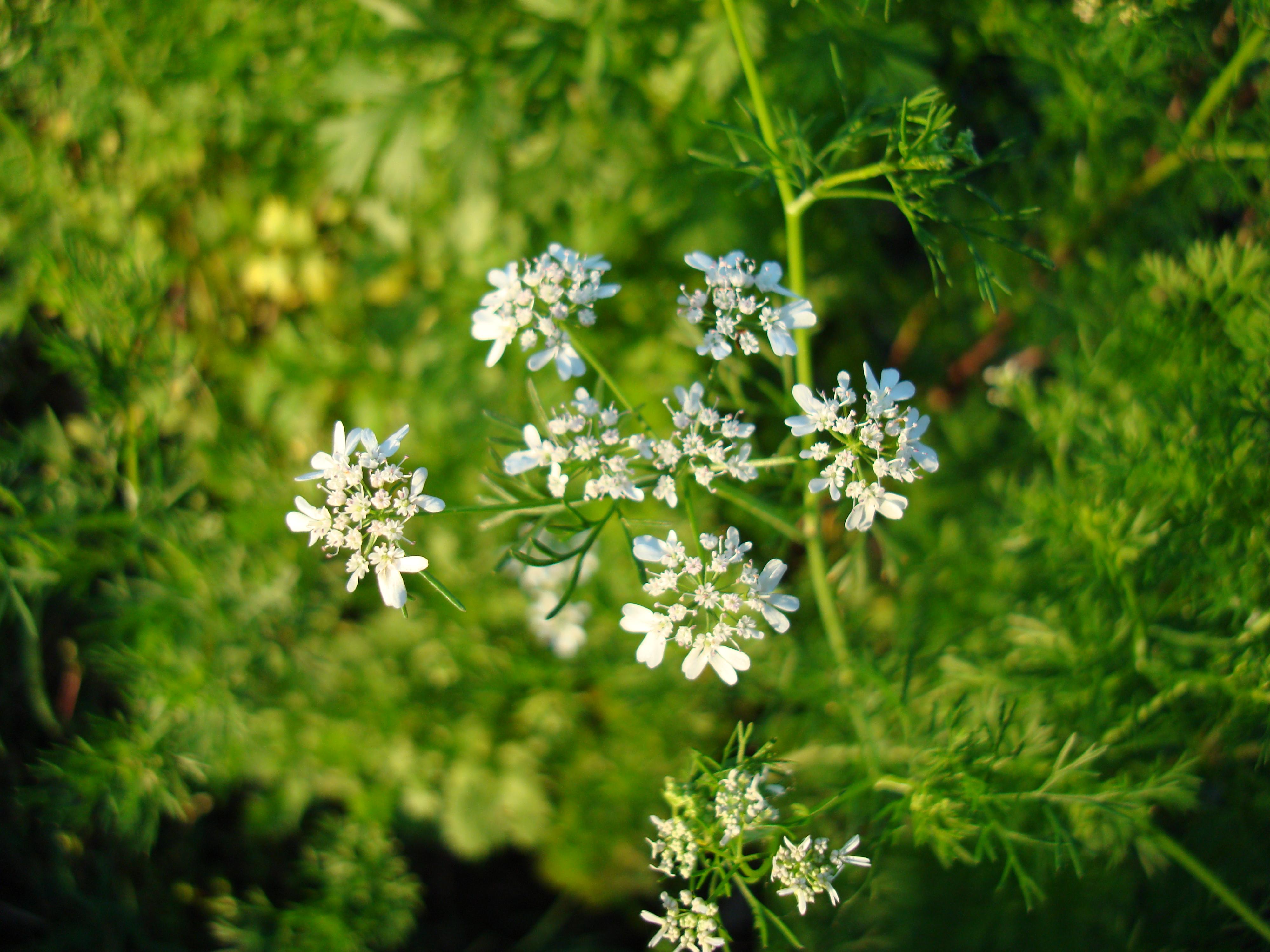 Koriander (Samen) — photo 2
