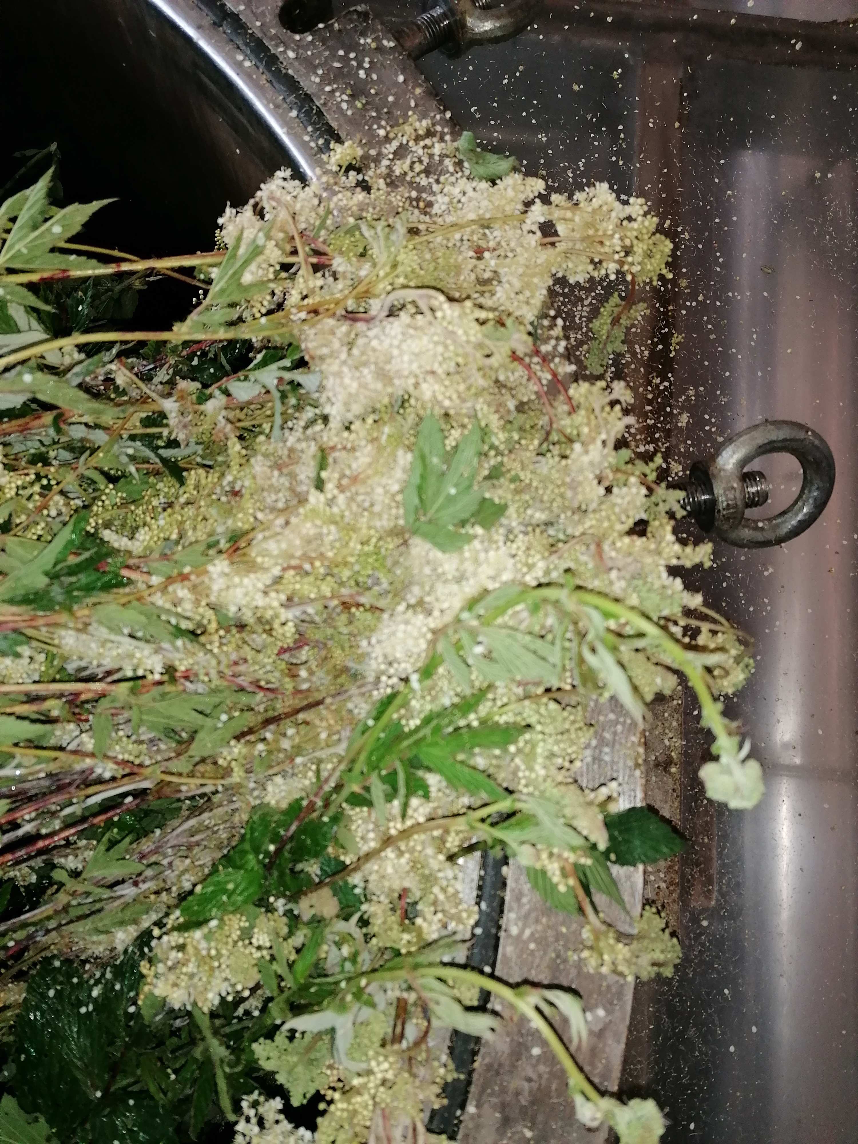 Decouvrez la distillation Wiesenkönigin-Hydrolat 100% Bio und handwerklich hergestellt