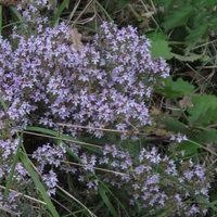 Thymian Linalool — photo 2