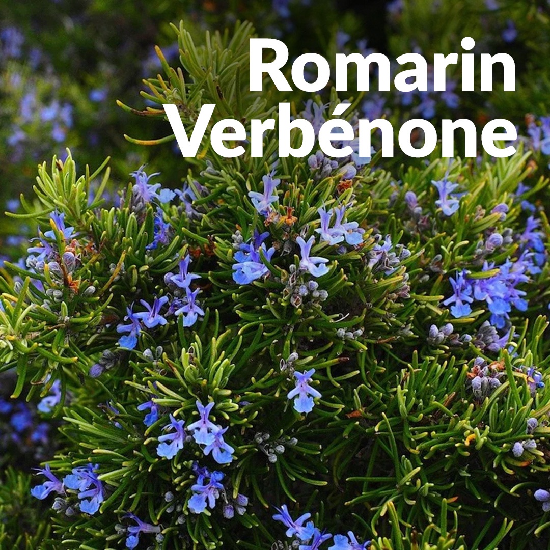 Rosmarin Verbenon