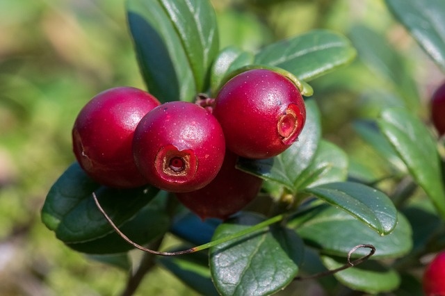 Preiselbeere (Knospe) — photo 2