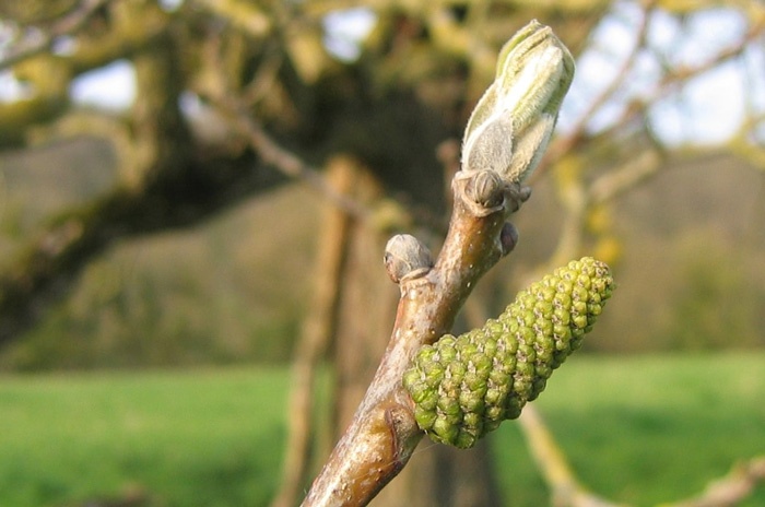 Walnussbaum (Knospe) — photo 2