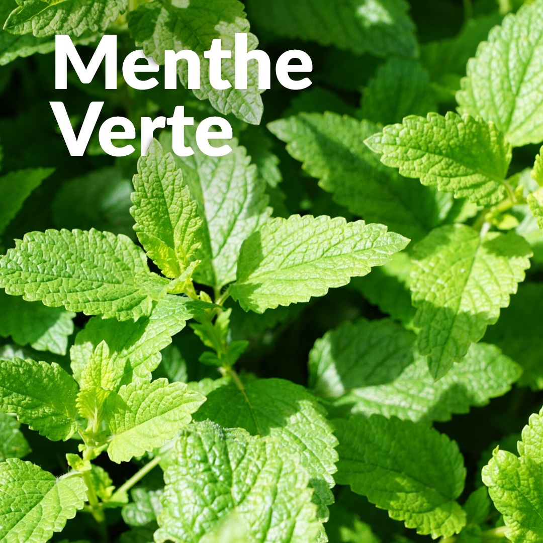 Grüne Minze