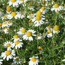 Matricaria Deutsche Kamille — photo 2