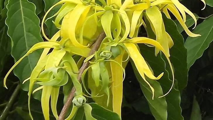 Ylang Ylang complete — photo 2