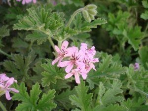 Geranium Typ Bourbon — photo 2