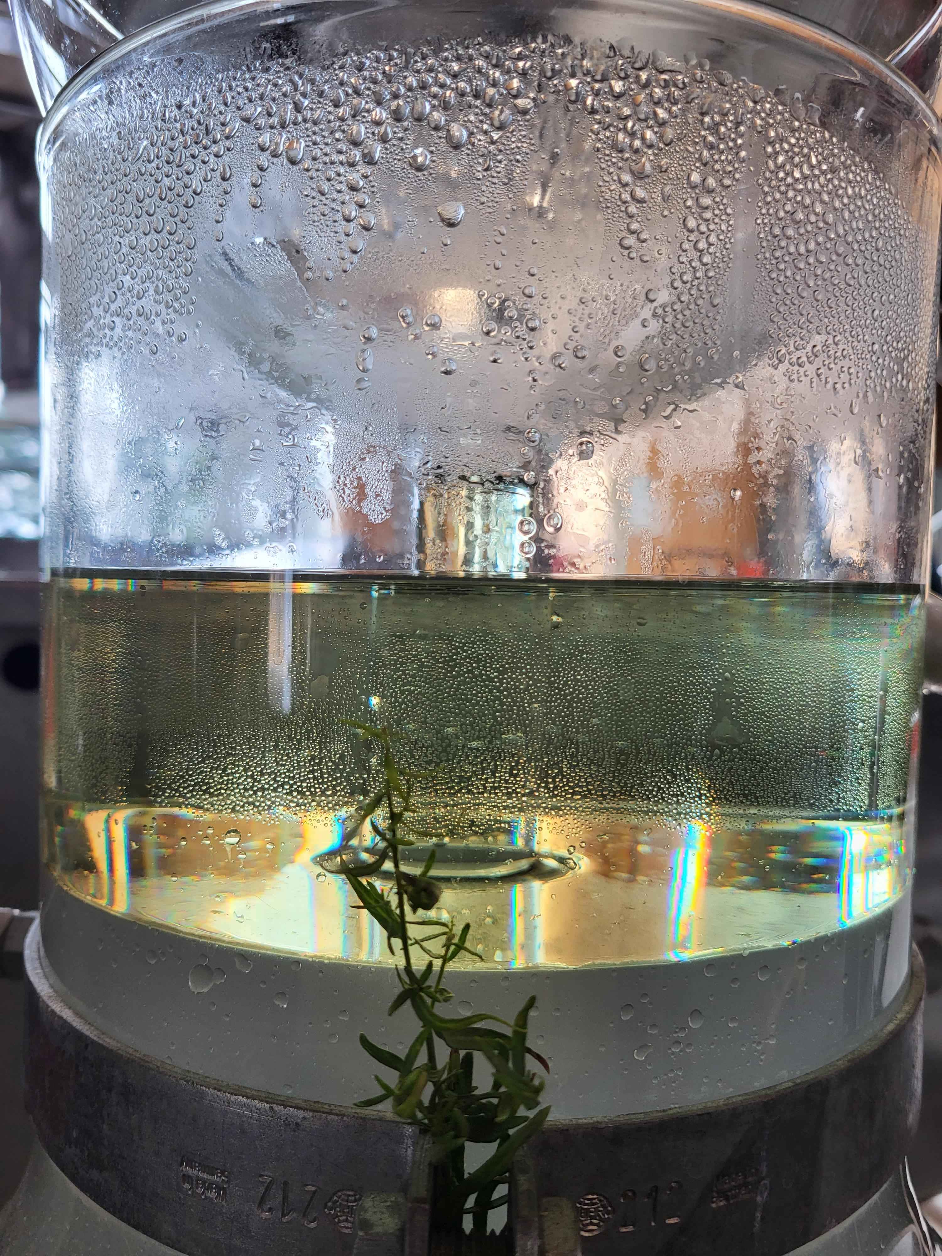 Die Destillation von Estragon