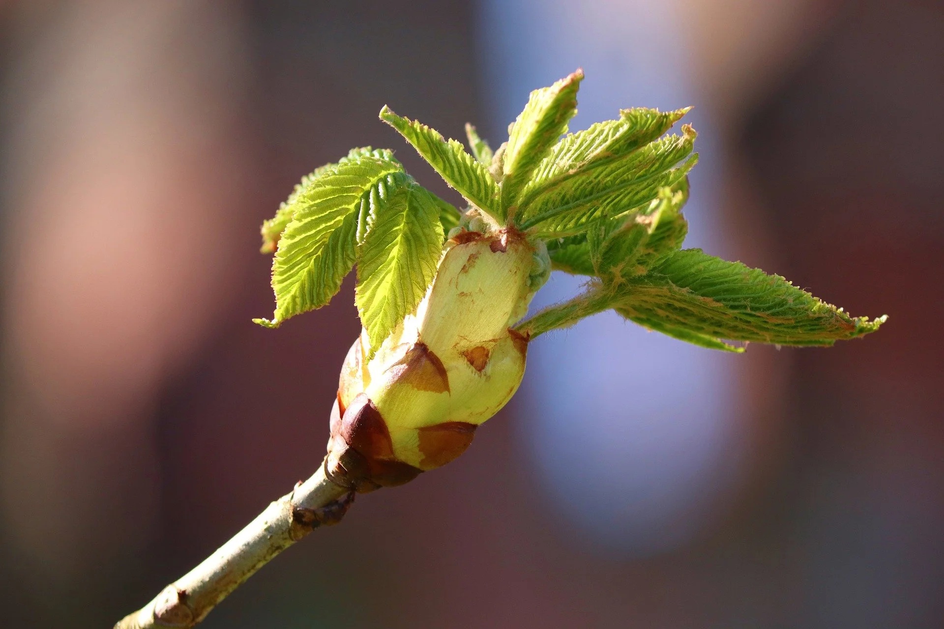 Kastanie (Knospe) — photo 2
