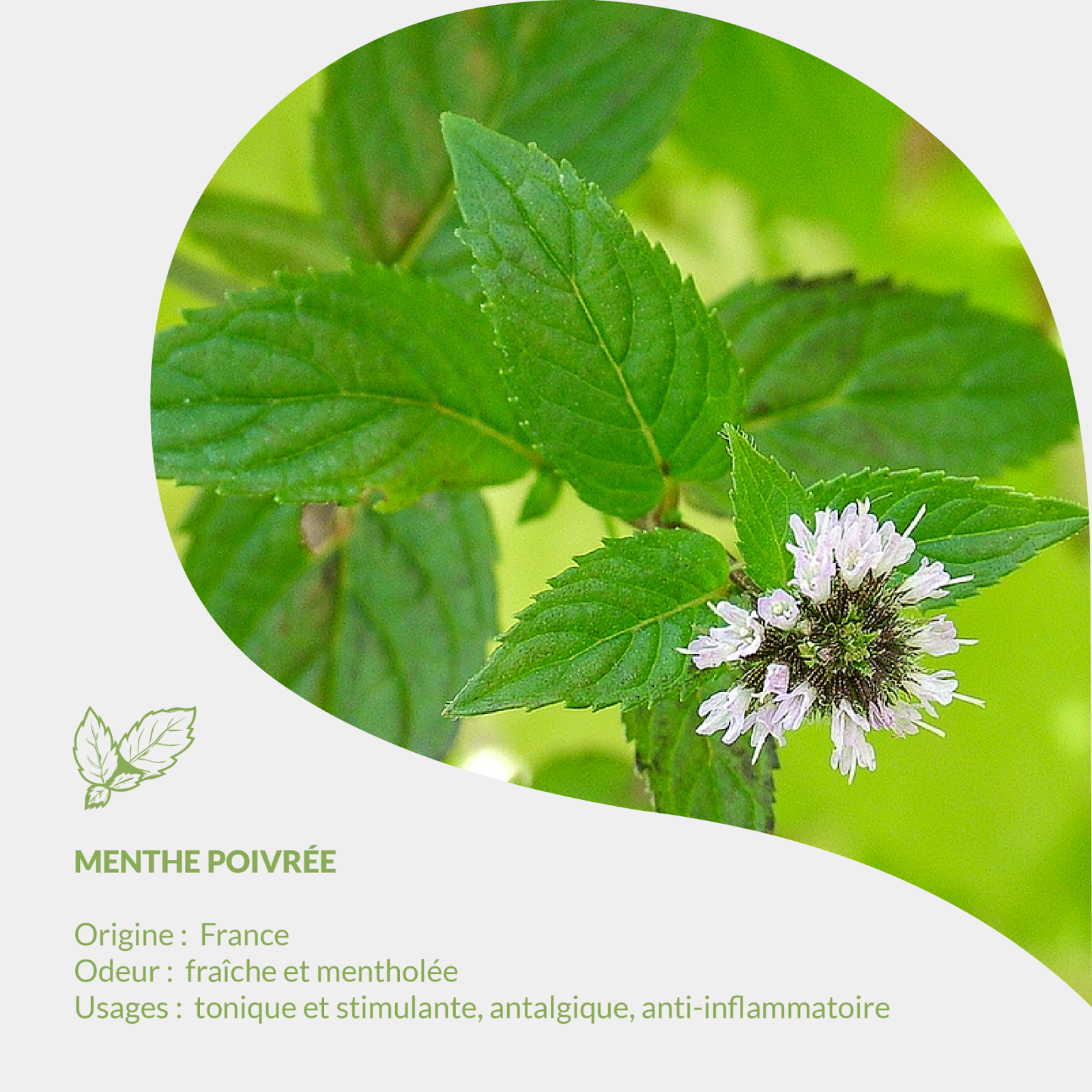 Herbarium Essenciagua - Pfefferminze
