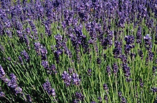 Aspischer Lavendel — photo 2