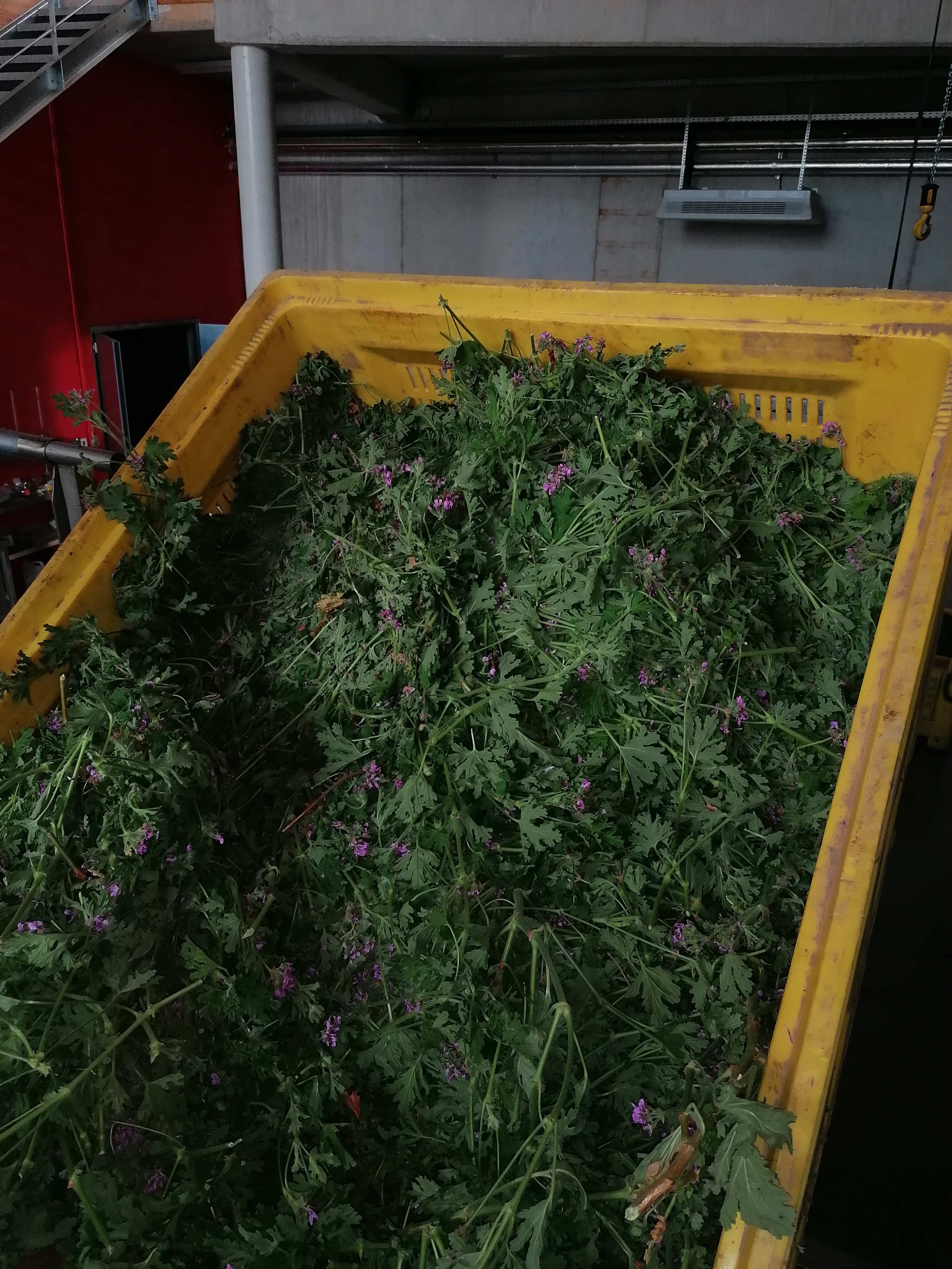 Decouvrez la distillation Hydrolat aus Geranium rosat bourbon 100% Bio und handwerklich hergestellt