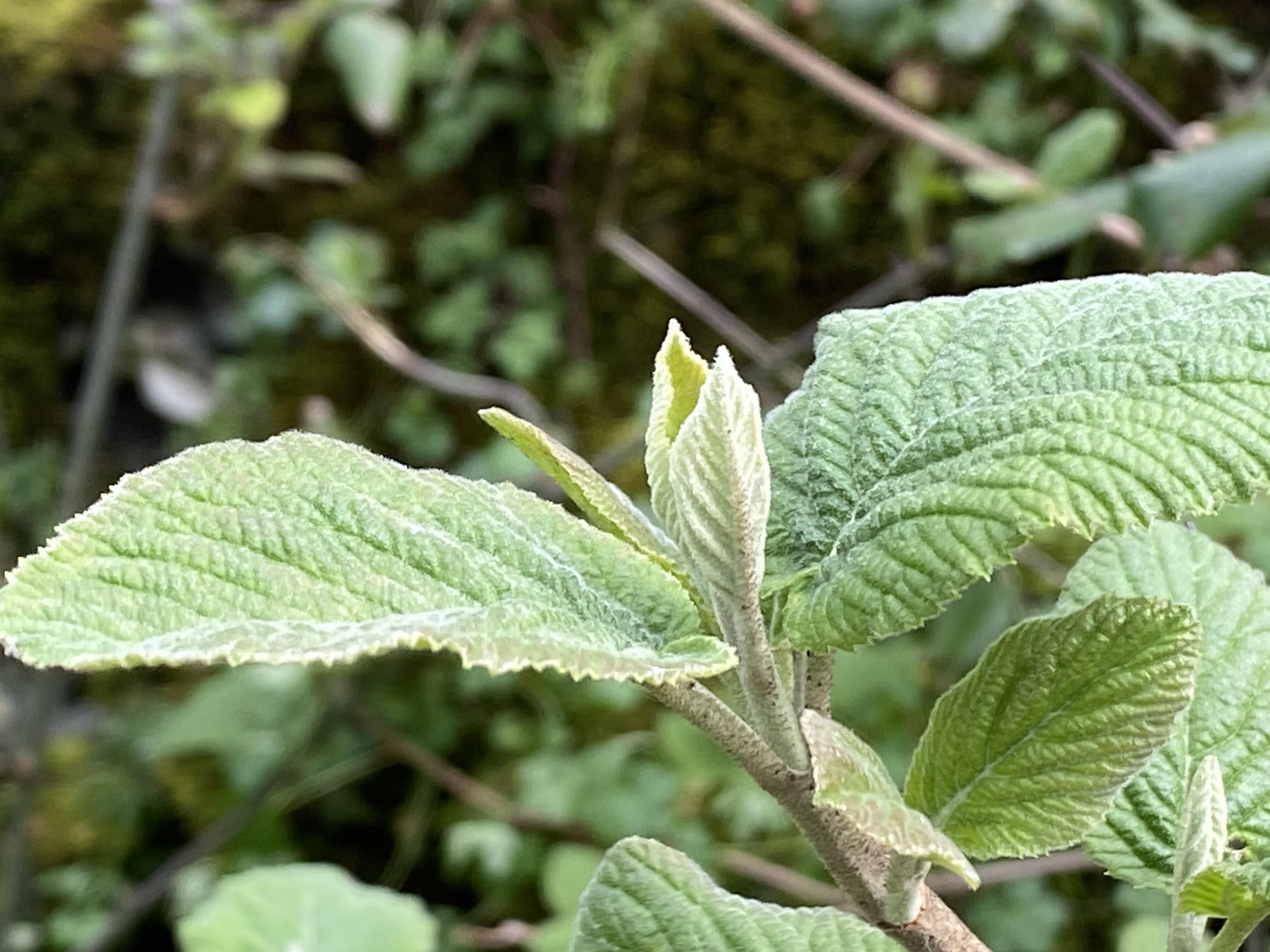 Decouvrez la distillation Biologisches Knospenmazerat Lantana-Horne 100% Bio und Handgemacht