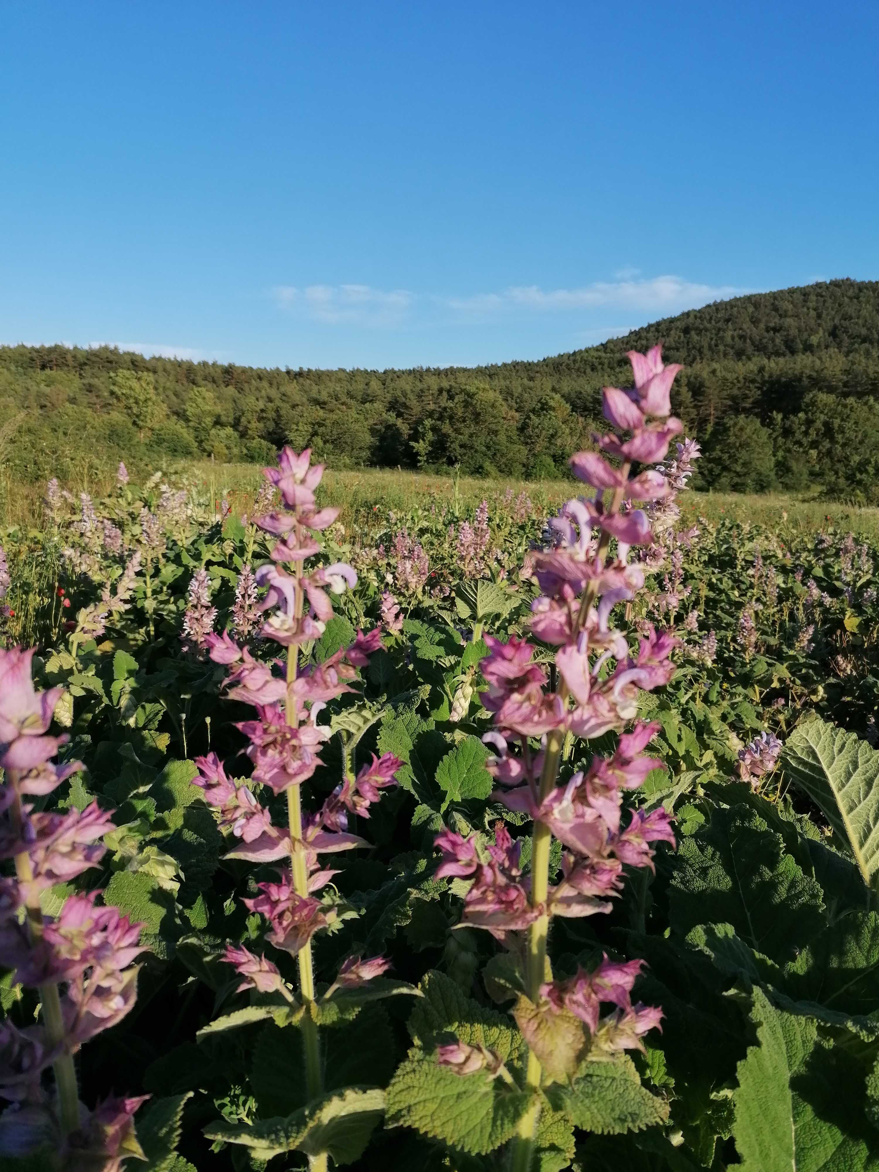 Die Destillation von Muskatellersalbei