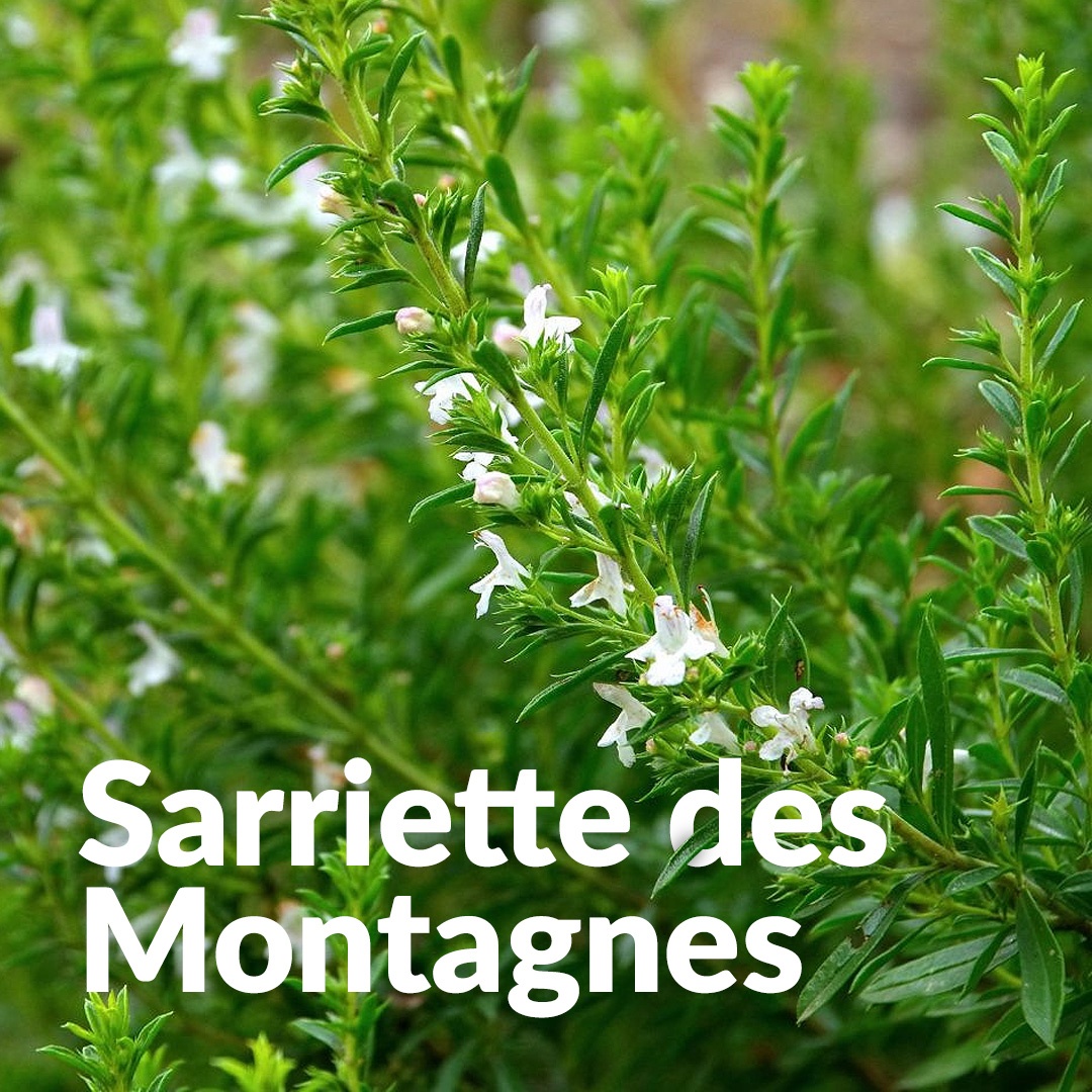 Bohnenkraut aus den Bergen von Quercy