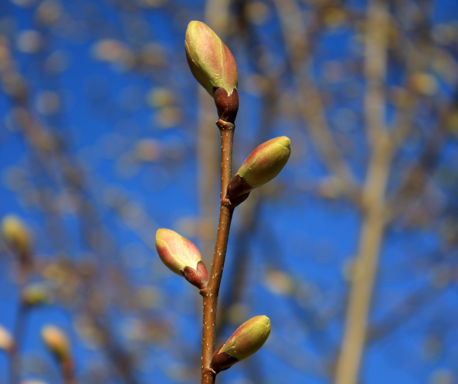 Silberlinde (Knospe) — photo 2