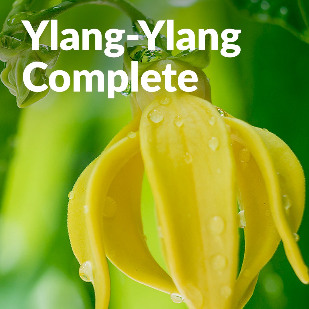 Ylang Ylang complete