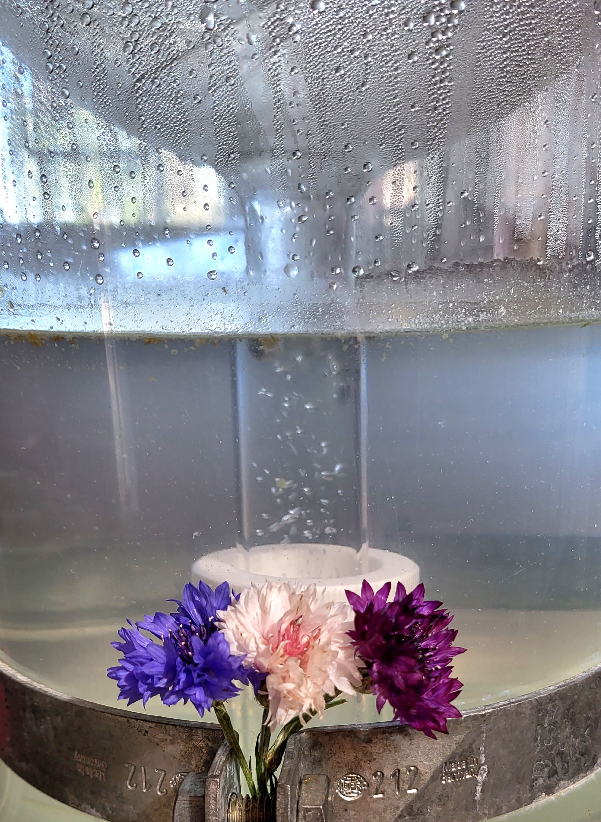Decouvrez la distillation Kornblumenhydrolat 100% Bio und handwerklich hergestellt