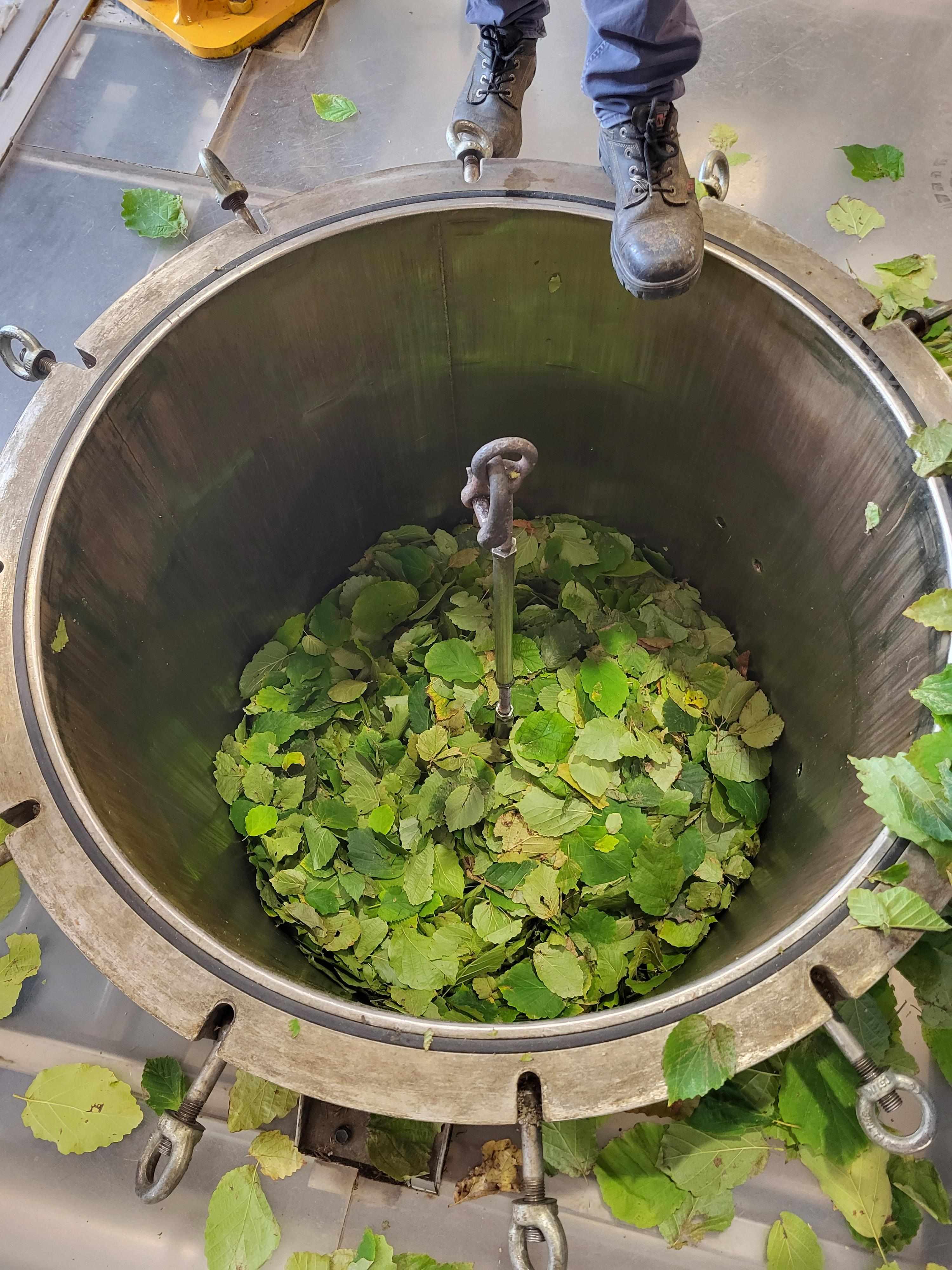 Decouvrez la distillation Hamamelis-Hydrolat 100% Bio und handwerklich hergestellt