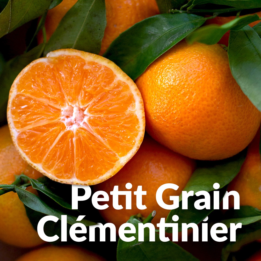 Kleines Korn Clementinenbaum