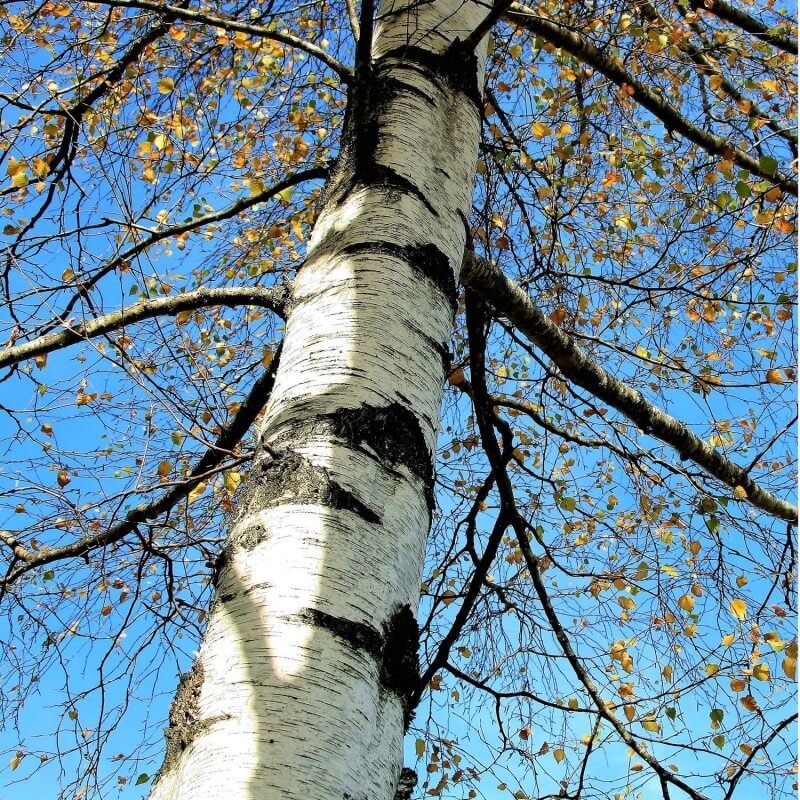 Warzenbirke (Knospe) — photo 3