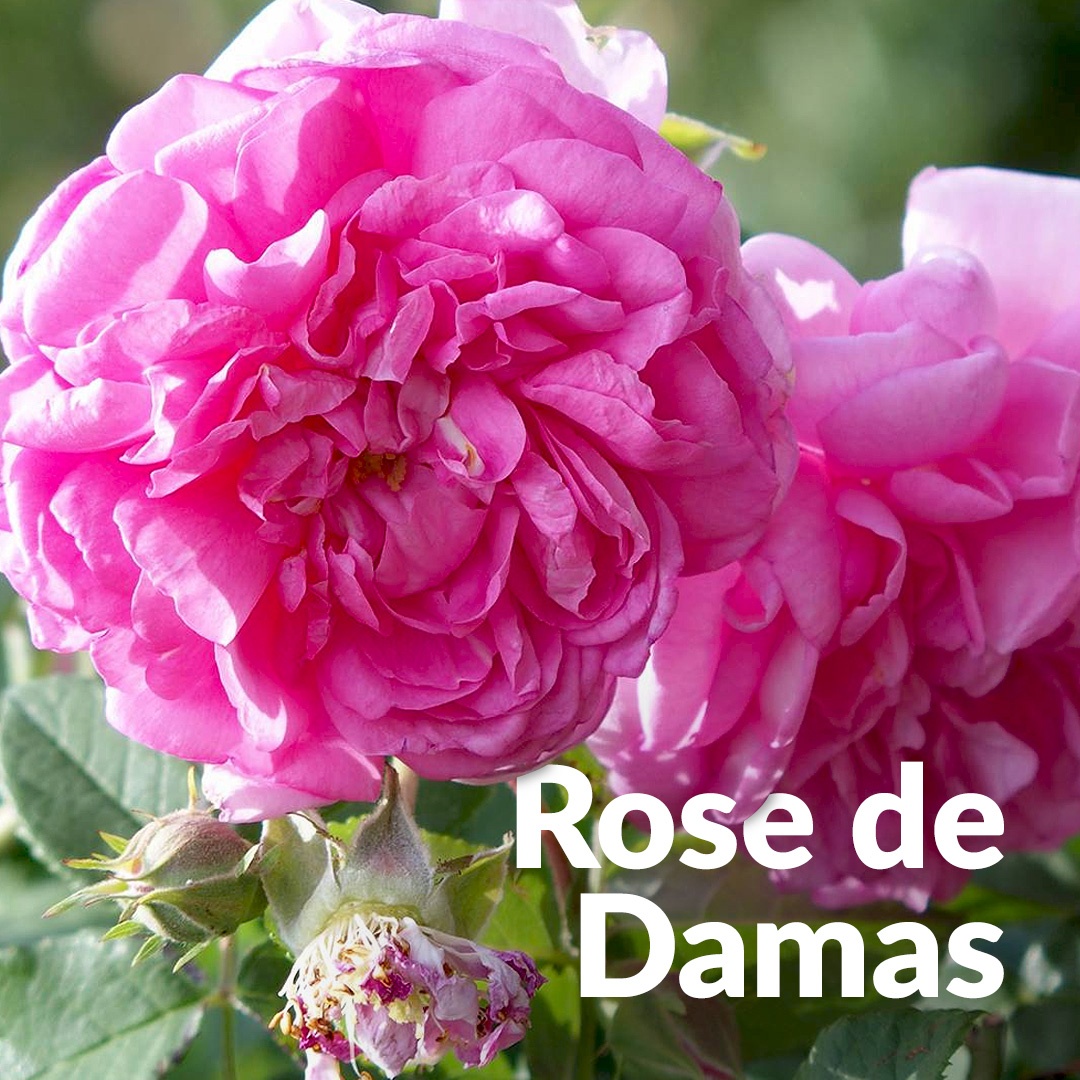 Damaszener-Rose