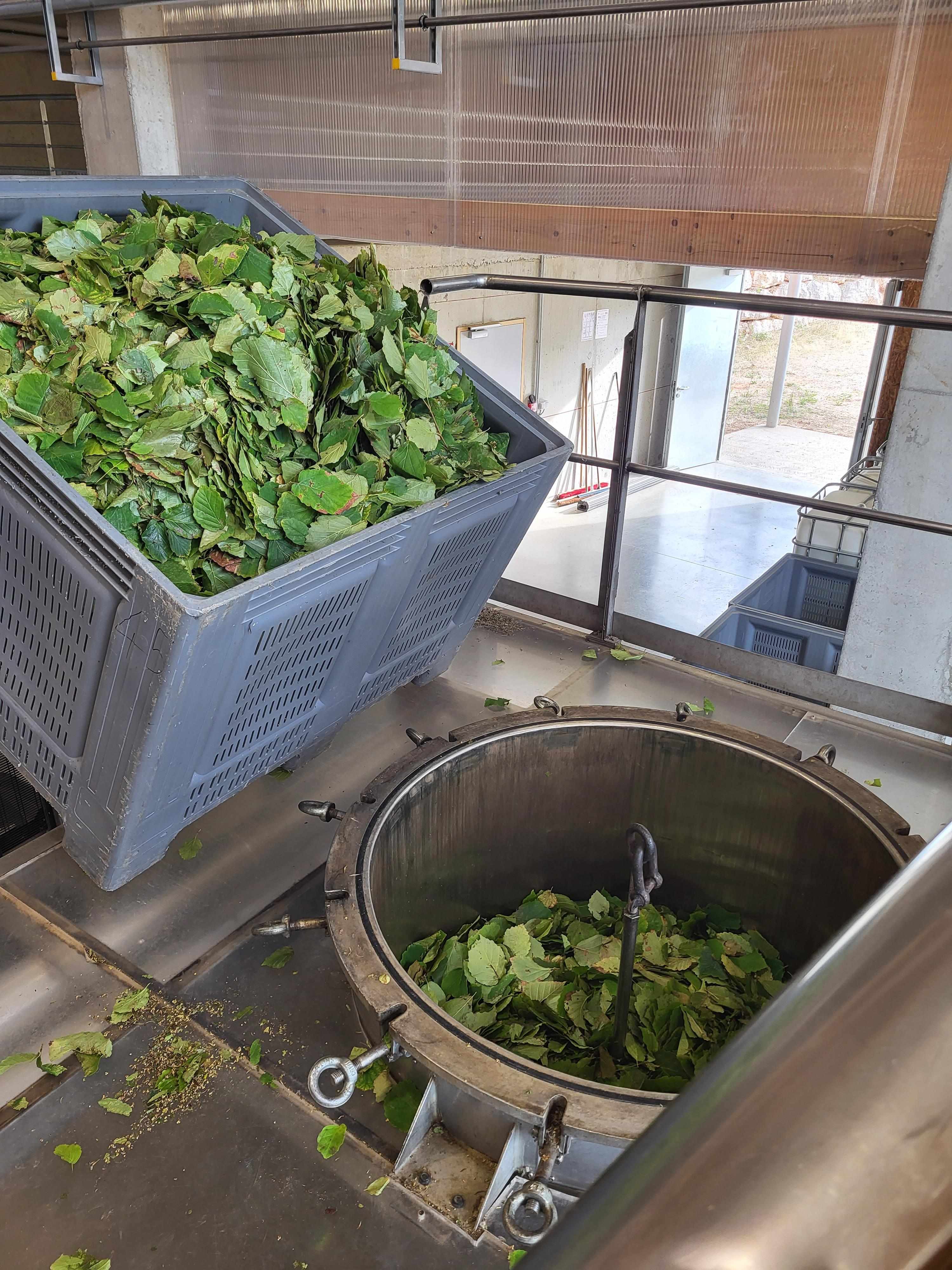 Decouvrez la distillation Hamamelis-Hydrolat 100% Bio und handwerklich hergestellt