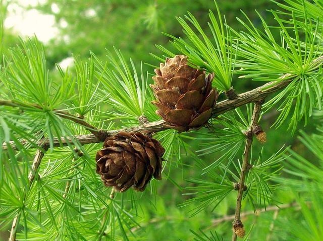 Lärche — photo 2