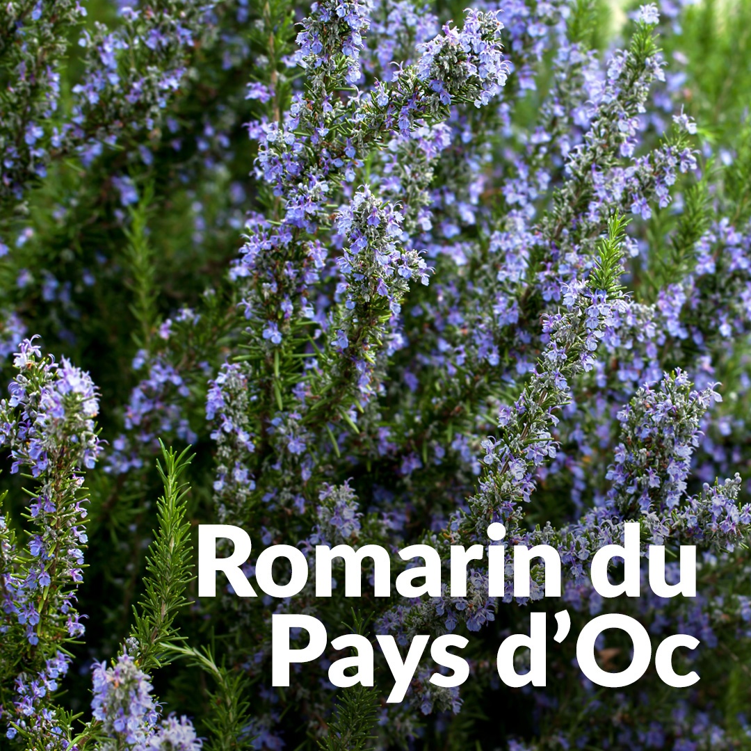Rosmarin officinal aus dem Pays d'Oc