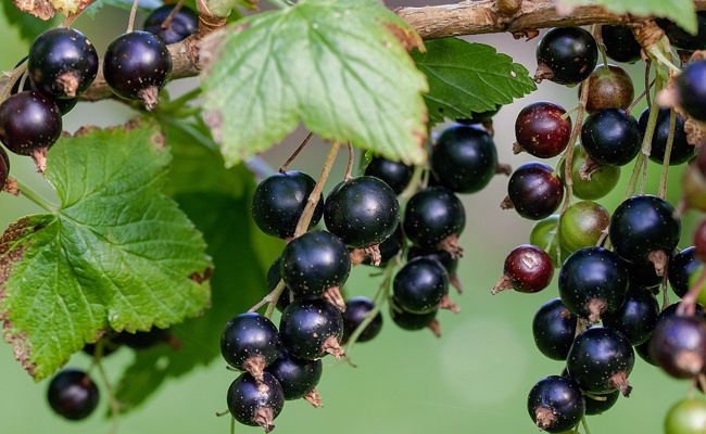 Schwarze Johannisbeere (Knospe) — photo 3