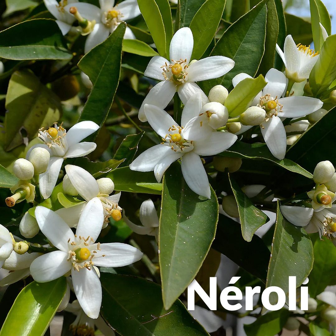 Neroli - Orangenblüte