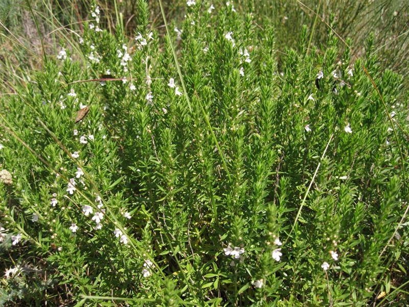 Bohnenkraut aus den Bergen von Quercy — photo 2