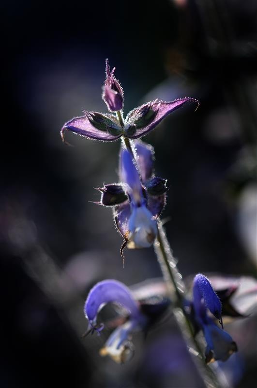 Echter Salbei — photo 3