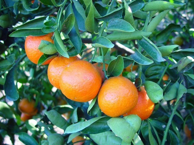 Grüne Mandarine — photo 2
