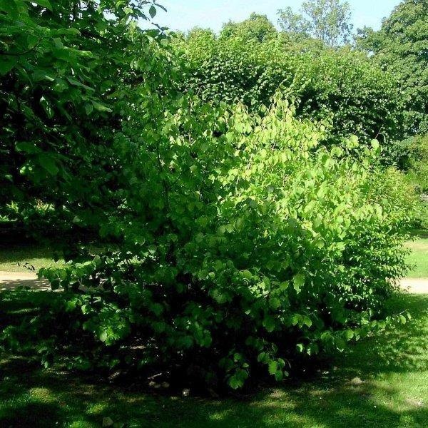 Hamamelis — photo 3