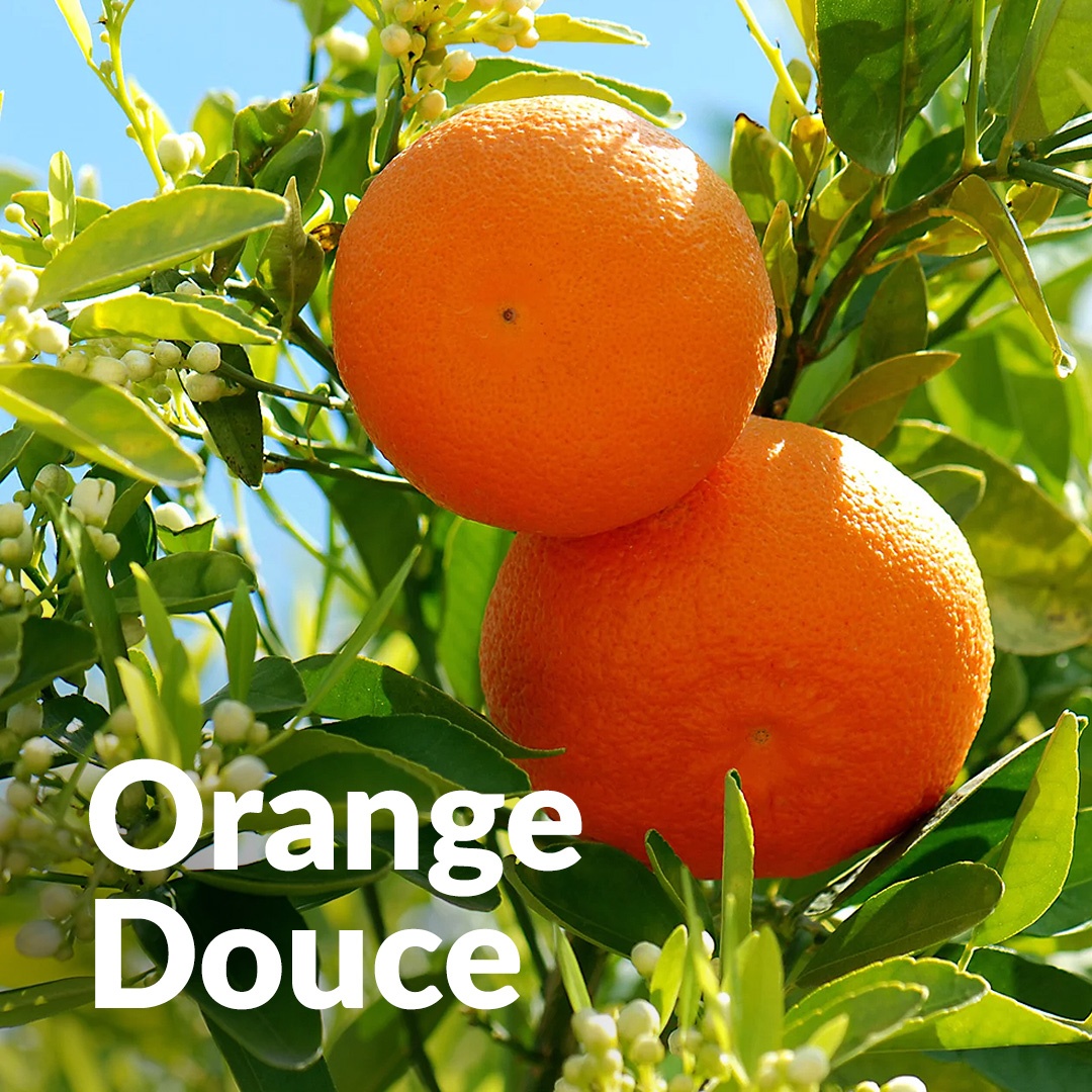 Süßes Orange