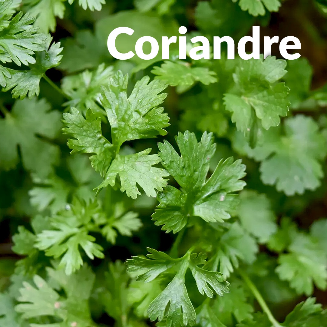 Koriander (Samen)