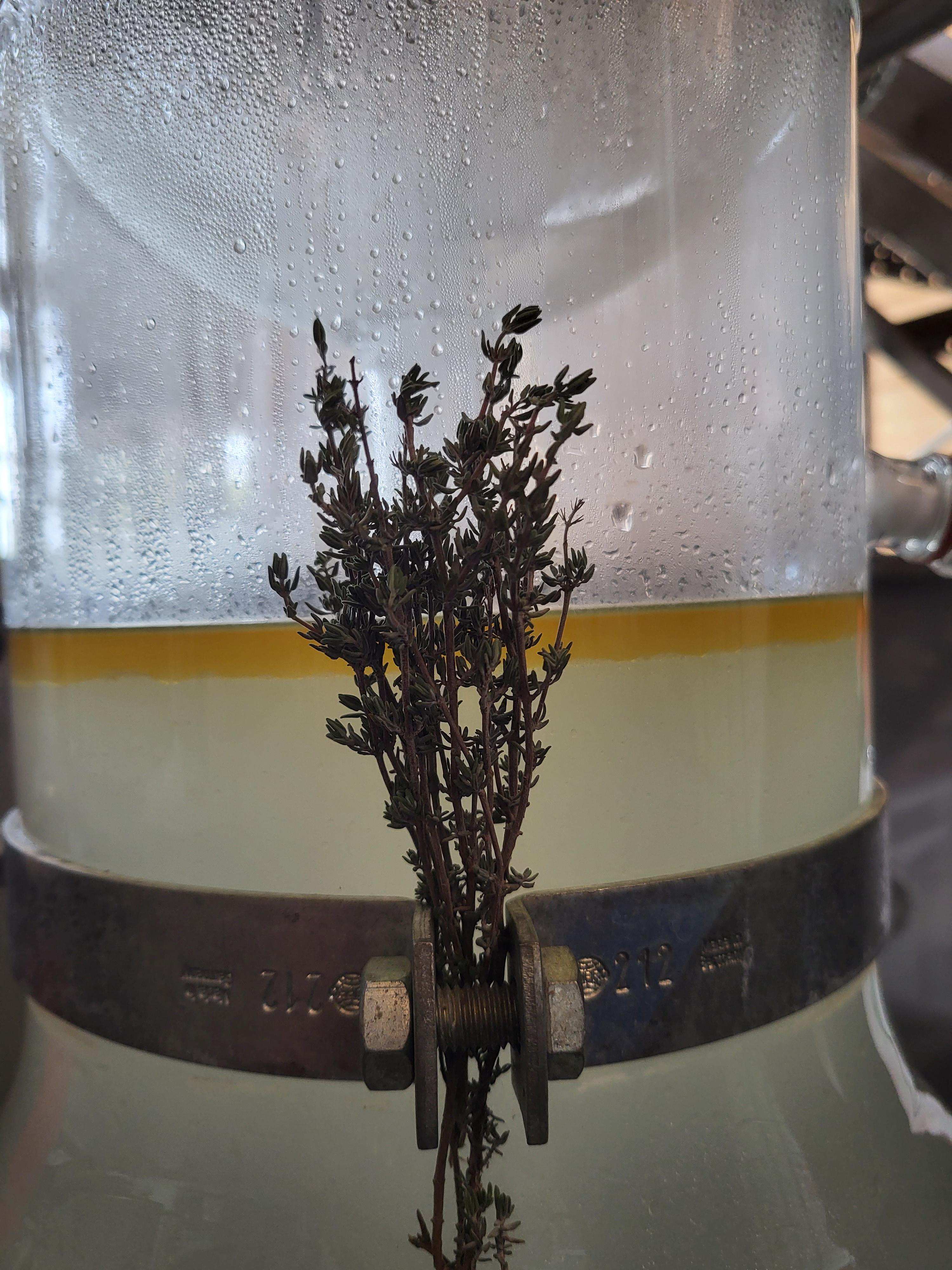 Die Destillation von Thymol Thymol aus Lot