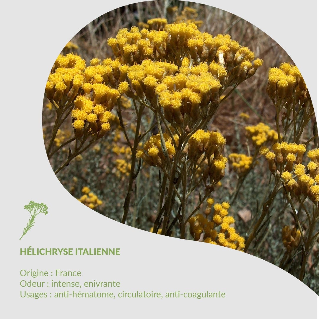 🌿 Herbarium von Essenciagua - Italienische Heisterie ssp. italicum